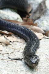 Naja sumatrana