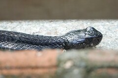 Naja sumatrana