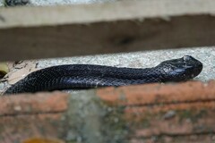 Naja sumatrana