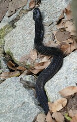 Naja sumatrana