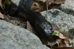 Naja sumatrana