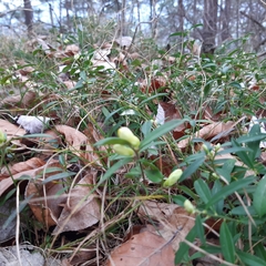 Polygaloides chamaebuxus