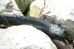 Naja sumatrana