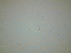 Sibirionetta formosa