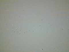 Sibirionetta formosa