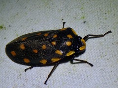 Phymatostetha stellata