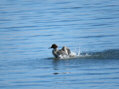 Mergus merganser