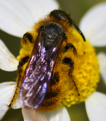 Dasyscolia ciliata
