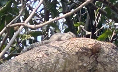 Funambulus pennantii