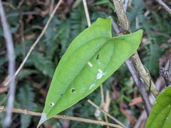 Dioscorea transversa