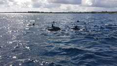 Delphinus