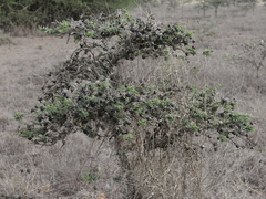 Vachellia drepanolobium