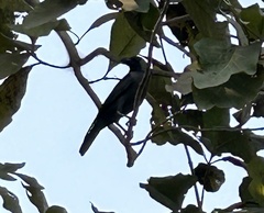 Corvus splendens