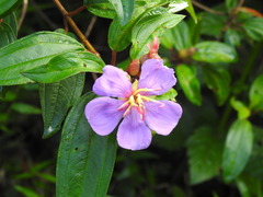 Melastoma malabathricum