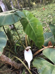 Philodendron loefgrenii