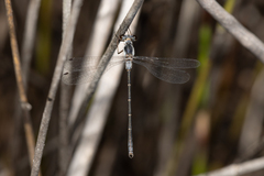 Archiargiolestes parvulus