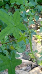 Abelmoschus moschatus