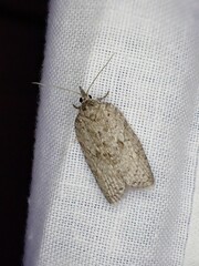 Isotenes miserana