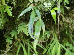 Pteris formosana