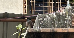 Acridotheres tristis