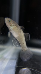 Stigmatogobius sadanundio