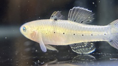 Stigmatogobius sadanundio