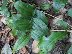 Tripladenia cunninghamii