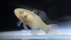 Stigmatogobius sadanundio