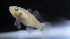 Stigmatogobius sadanundio
