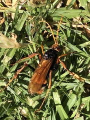 Cryptocheilus bicolor