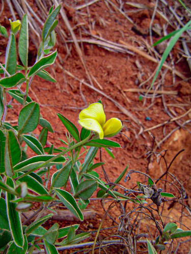 Argyrolobium rupestre