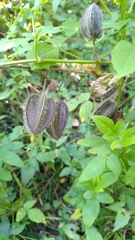 Abelmoschus moschatus