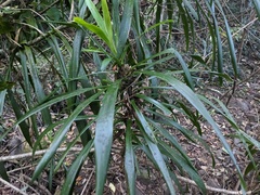 Cordyline stricta