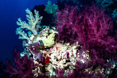 Dendronephthya hemprichi