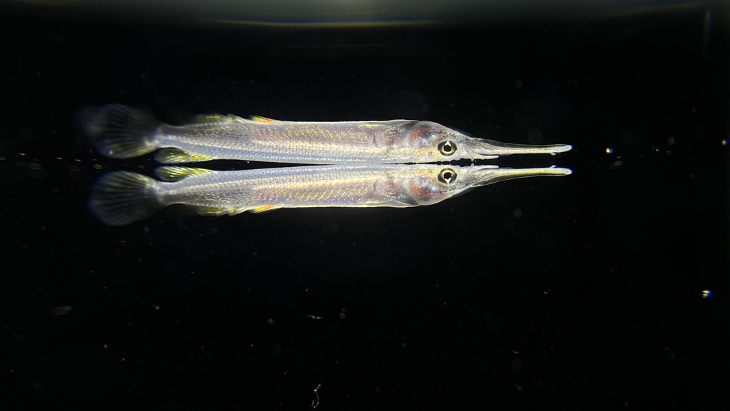 Siamese halfbeak (Dermogenys siamensis) — Zenarchopteridae