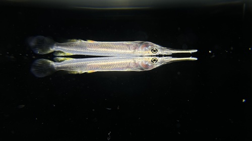 Siamese halfbeak (Dermogenys siamensis) — Zenarchopteridae