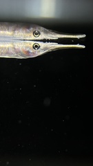 Dermogenys siamensis