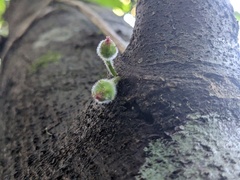Ficus coronata