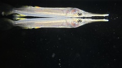 Dermogenys siamensis