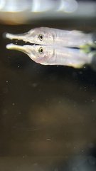 Dermogenys siamensis