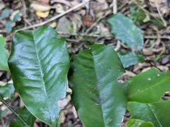 Eupomatia laurina