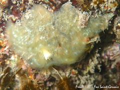 Aplidium glabrum