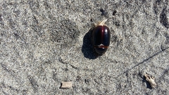 Pericoptus truncatus