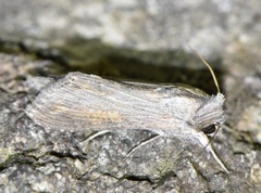 Cucullia dracunculi