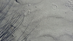 Pericoptus truncatus