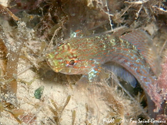 Gobius xanthocephalus