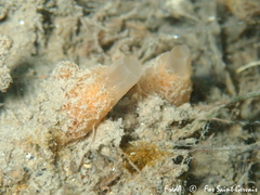 Halichondria bowerbanki