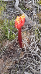 Haemanthus sanguineus