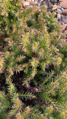 Juniperus communis