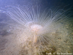 Pachycerianthus solitarius